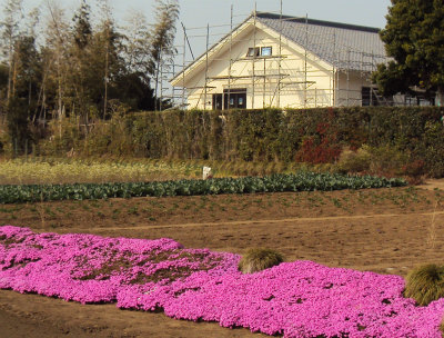 桜草